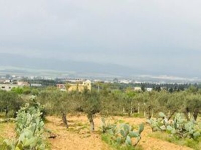 Un terrain AV beni wyel hamammet nord