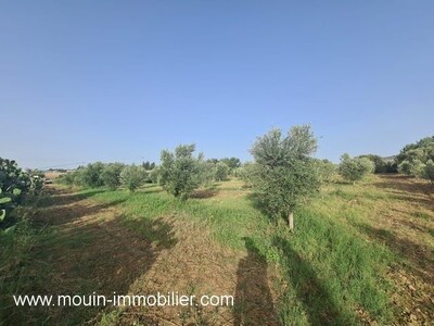 Ferme Lara Av à Hammamet Borj Hfaiedh