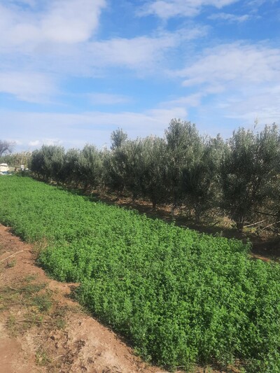 A VENDRE TERRAIN A MANNOUBA