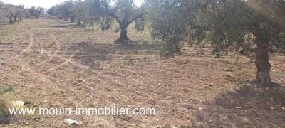 TERRAIN MOEZ Sidi Mtir