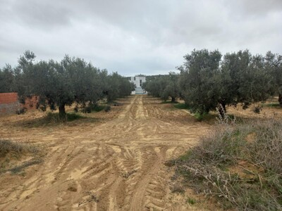 Terrain à vendre de la Ville Sidi Jedidi  hammamet yasmine