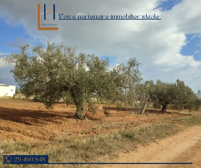 Terrain habitable de hammamet yasmine