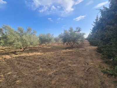 FERME POMELO yy Bouficha Route Bouficha