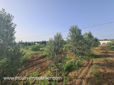 FERME LARA yy Birbouregba Borj Hfaiedh