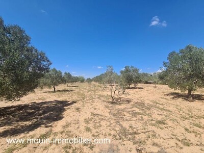 FERME ELECTRA yy Hammamet Borj Hfaiedh