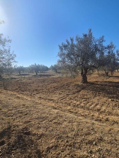 TERRAIN HIRONDELLE yy Sidi Hammed