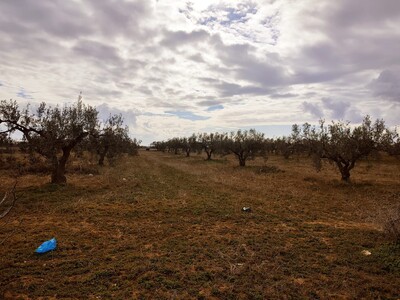 Terrain constructible à la ville Dhouikhla  Hammamet Yasmine