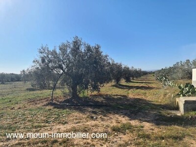 TERRAIN LEILA 2 eeze Hammamet Sud El Bassbassia