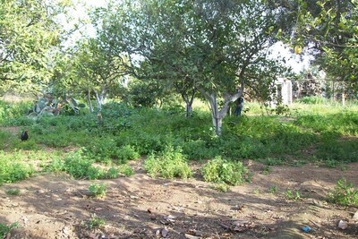 Wooded land for villa between Hammamet and Birbouragba