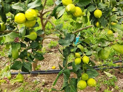 Ferme de 1 hect et 5500 a el haouaria cap bon