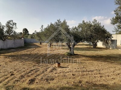 A vendre à Hammamet un terrain clôturé de 1000 m²