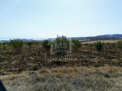 Un terrain de 4 hectares à vendre à Hammamet