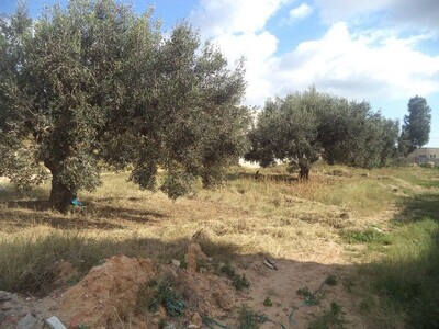 av terrain 65MD a hammamet sud