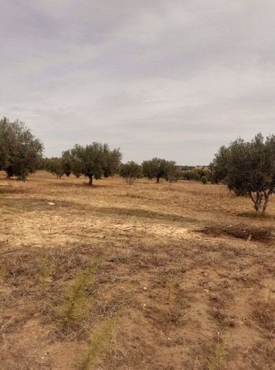 av terrain 1000m a hammamet sud