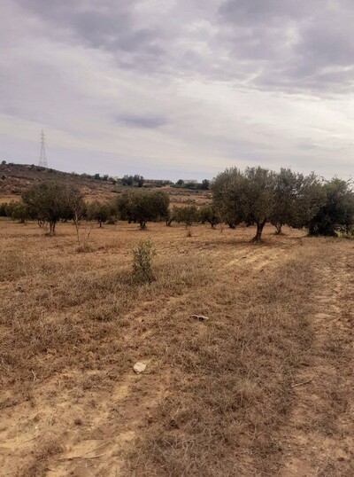 av terrain 1000m a hammamet