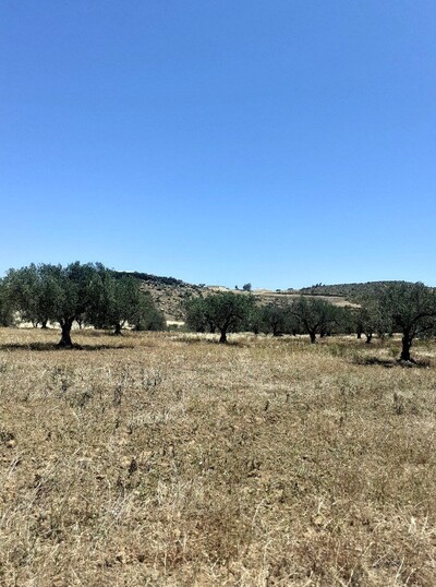 av terrain agricole de 3 hectares oliviers situé a hammamet