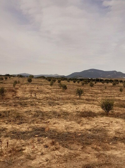 av terrain de 1000m situé a monchar hammamet