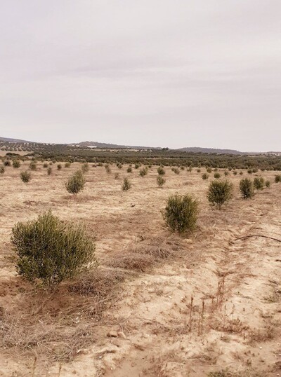 av terrain de 45md a monchar hammamet