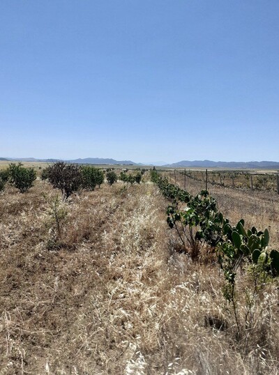 av terrain de 6500m a latrech hammamet