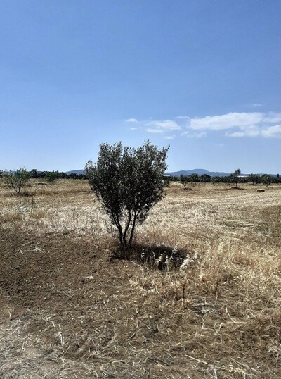 av terrain de 8500m situé a latrech hammamet