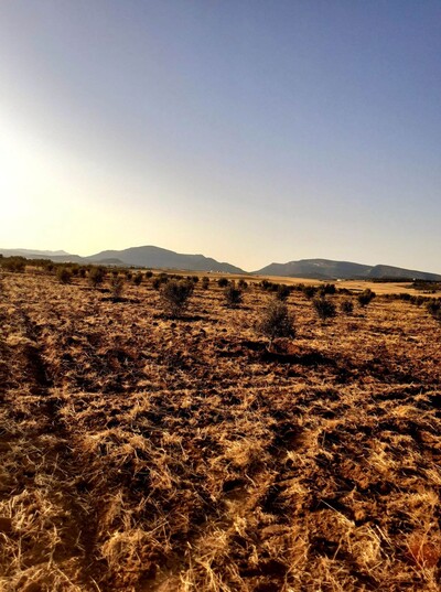 av terrain de 45md a hammamed sud