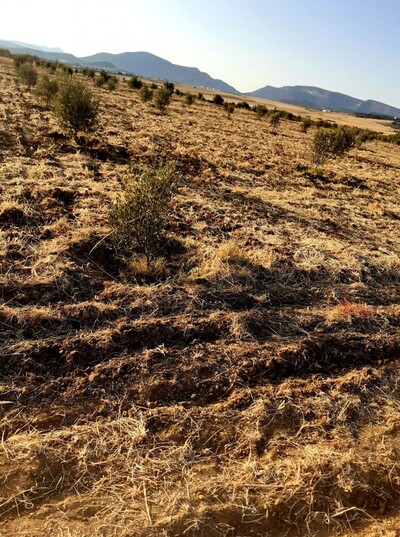 av terrain de 1000m a monchar hammamet sud