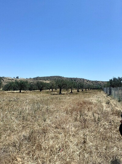 av terrain agricole de 3 hectares situee a hammamet
