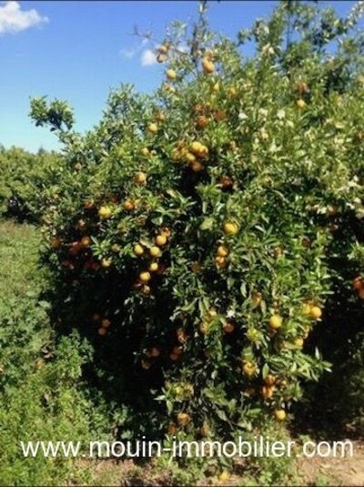 FERME SOLIMAN a Soliman