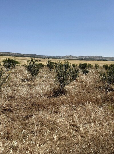 av un terrain a 70md à hammamet