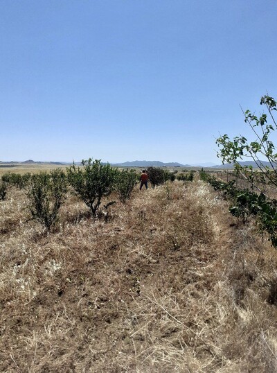 av terrain 6500m² a 70md à hammamet
