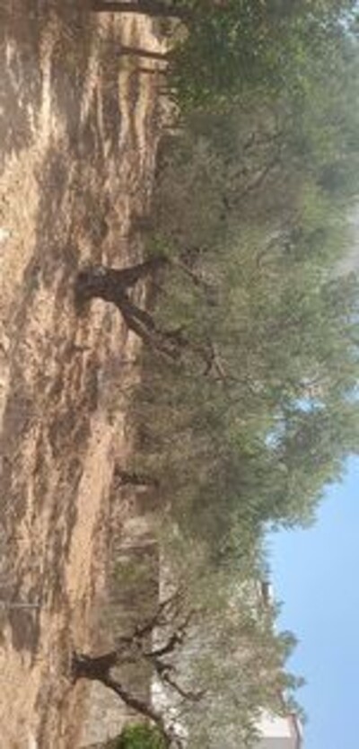 av terrain 670m² de 215md à hammamet