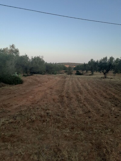 av un terrain 15000m² à hammamet latrech de 220MD