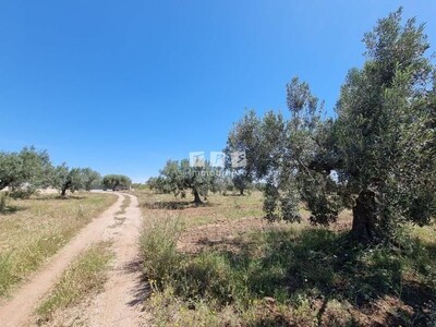 Ferme BIN Réf à Sidi khelifa