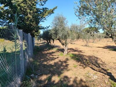 terrain agricole a el haouaria