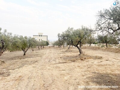 Vente Terrain Hibou Hammametnord