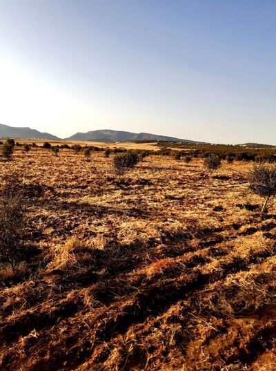 av terrain 1000m à 35MD à hammamet sud