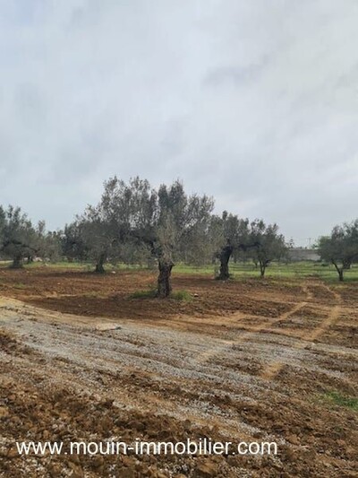 Terrain Gino AV I à Hammamet