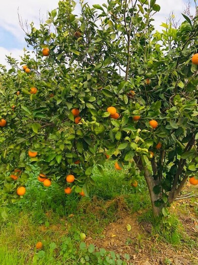 BELLE Ferme CIEL Réf: