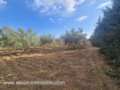 Ferme Pomelo AV à Route Bouficha