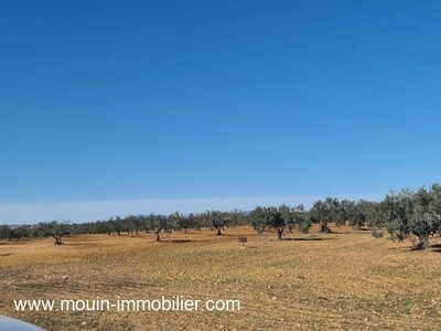 TERRAIN LEILA 1 AV Hammamet Sud Douikhla