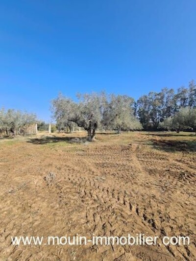 TERRAIN LOUMA AV à Latrach Birbouregba I II