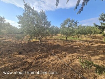 FERME POMELO AV I à Bouficha I II
