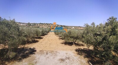 A vendre Terrain Hammamet oued lassoued