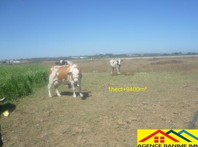 Terrain agricole de 1h et 9400 a el haouaria