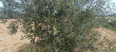 terrain avec permis de bâtir à kélibia