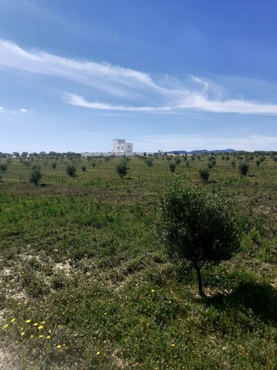 forrrssssaaaaa terrain de 1000m à 35MD à hammamet