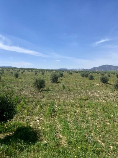 terrain de 1000m a 35MD forssssaaaaaaa à hammamet