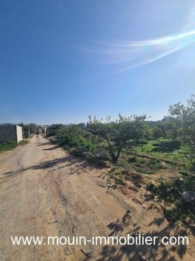 TERRAIN GINA AV Hammamet Birbouregba III