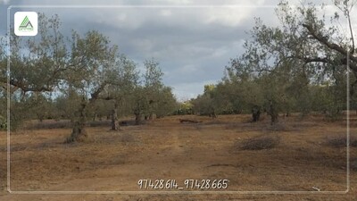 terrain a sidi hamed 3 klm de barket sahel