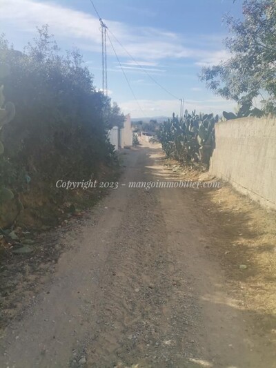 Terrain Beni Wayel Mango Hammamet